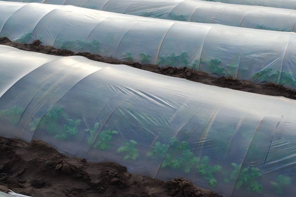 Greenhouse Plastic Film For Low Tunnel