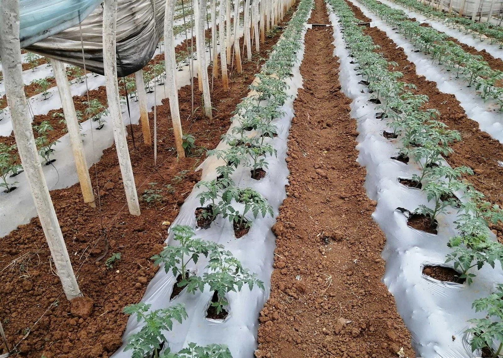 202410251535471 202410251535471